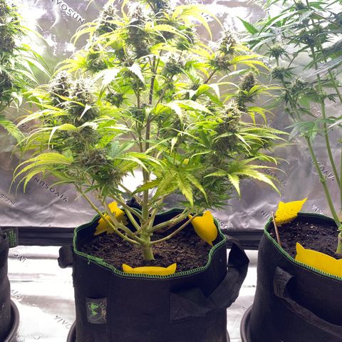 Amnesia Haze Auto growlog timeline photo