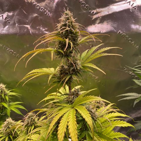 Amnesia Haze Auto growlog timeline photo