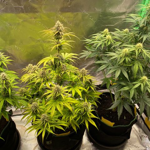 Amnesia Haze Auto growlog timeline photo