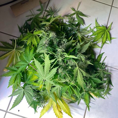 Amnesia Haze Auto growlog timeline photo