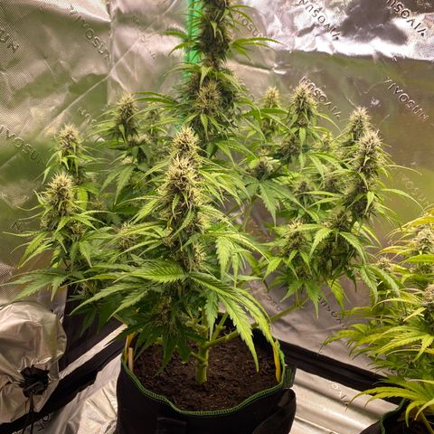 Cookies Gelato Auto growlog timeline photo