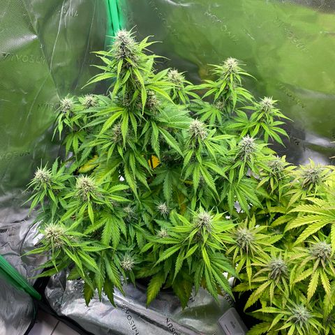 Cookies Gelato Auto growlog timeline photo