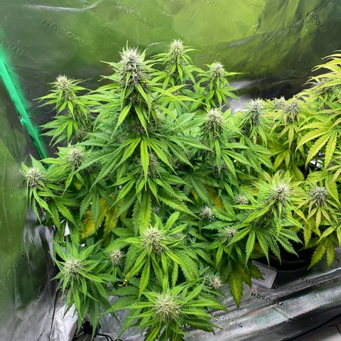 Cookies Gelato Auto growlog timeline photo