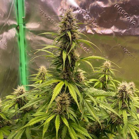 Cookies Gelato Auto growlog timeline photo