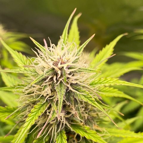 Cookies Gelato Auto growlog timeline photo