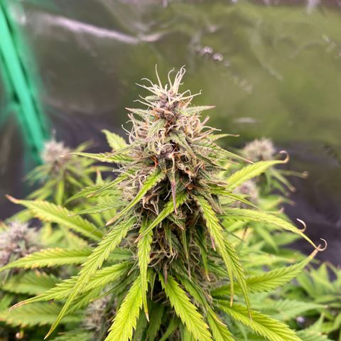 Cookies Gelato Auto growlog timeline photo