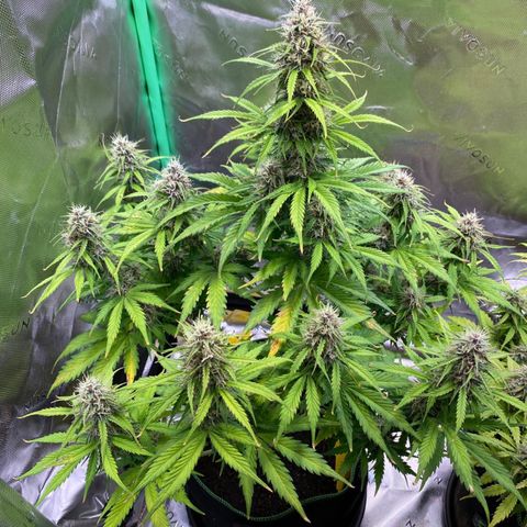 Cookies Gelato Auto growlog timeline photo