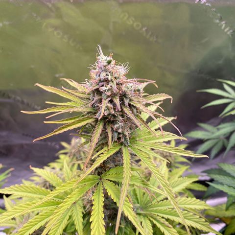 Amnesia Haze Auto growlog timeline photo
