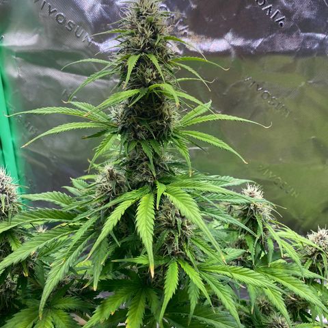 Cookies Gelato Auto growlog timeline photo
