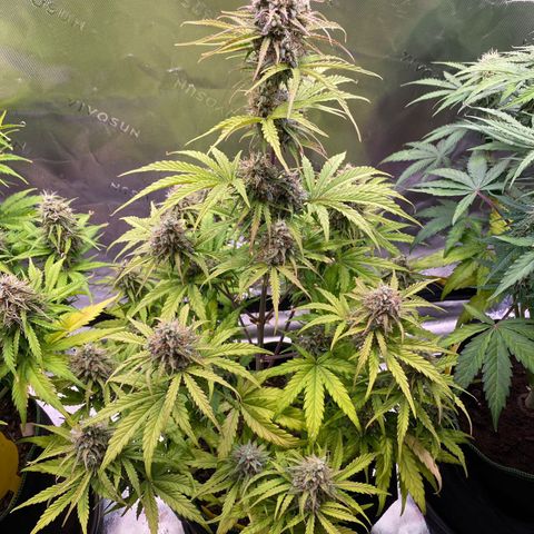 Amnesia Haze Auto growlog timeline photo