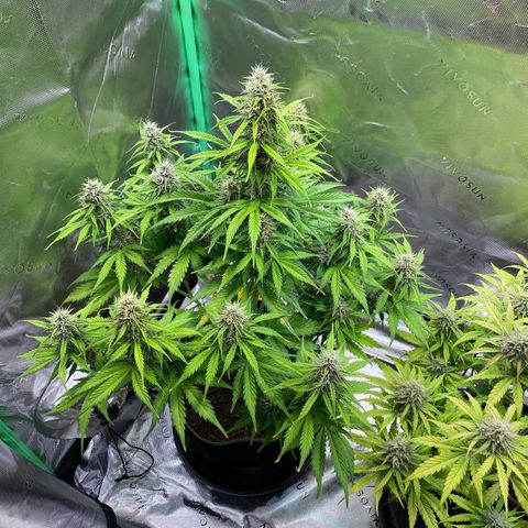 Cookies Gelato Auto growlog timeline photo