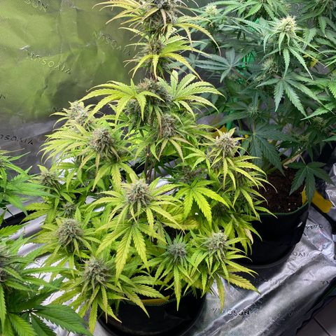 Amnesia Haze Auto growlog timeline photo