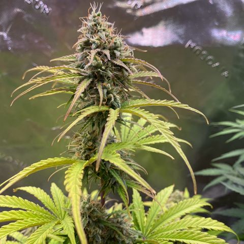 Amnesia Haze Auto growlog timeline photo
