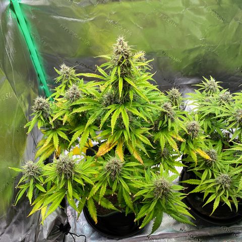 Cookies Gelato Auto growlog timeline photo