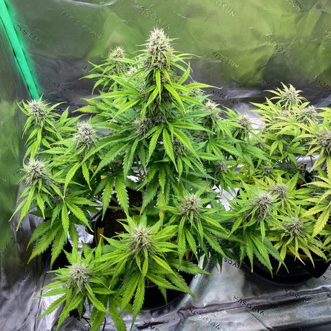 Cookies Gelato Auto growlog timeline photo