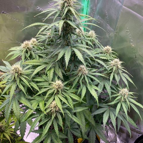 Cookies Gelato Auto growlog timeline photo