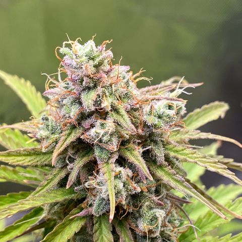 Amnesia Haze Auto growlog timeline photo