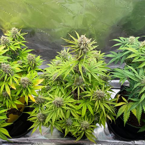 Amnesia Haze Auto growlog timeline photo