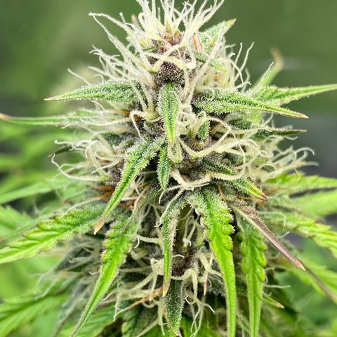 Cookies Gelato Auto growlog timeline photo