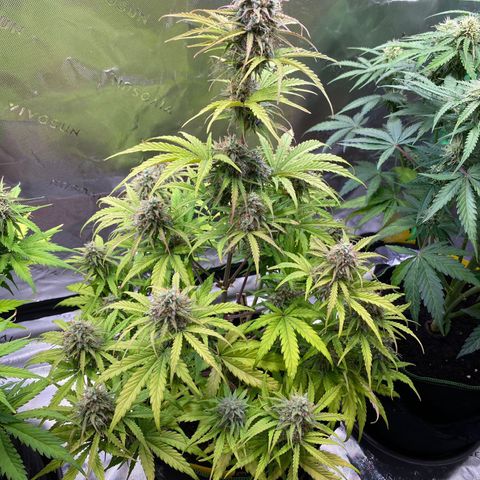 Amnesia Haze Auto growlog timeline photo