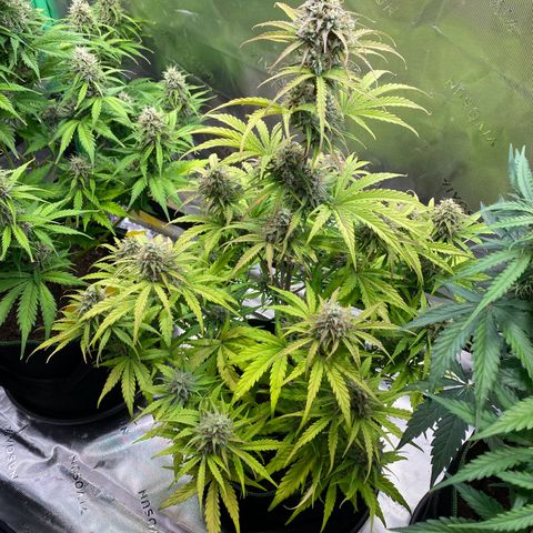 Amnesia Haze Auto growlog timeline photo