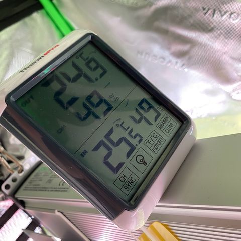 Amnesia Haze Auto growlog timeline photo