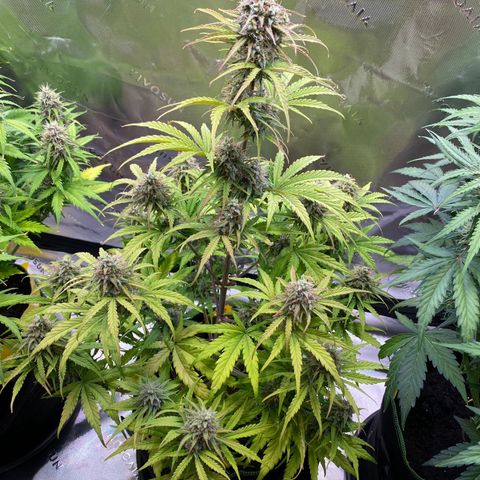 Amnesia Haze Auto growlog timeline photo