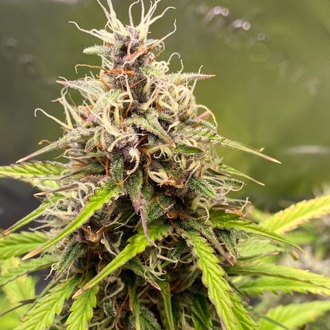 Cookies Gelato Auto growlog timeline photo