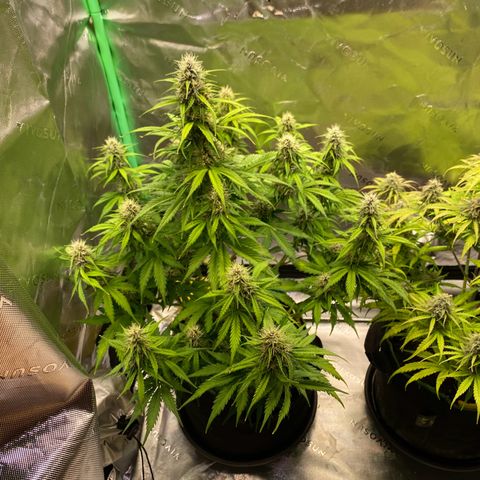 Cookies Gelato Auto growlog timeline photo