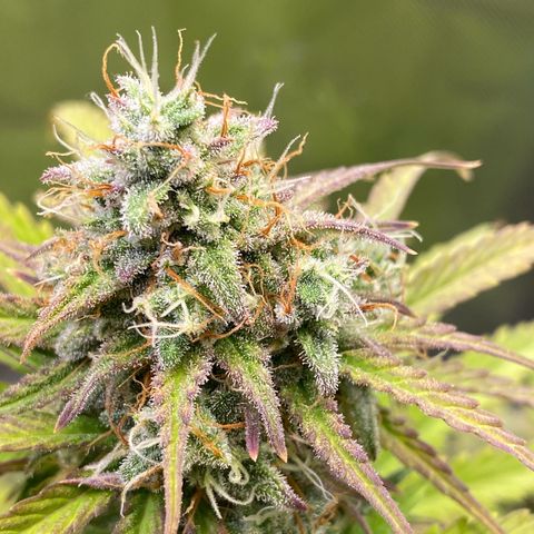 Amnesia Haze Auto growlog timeline photo