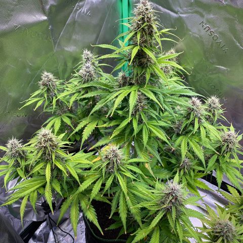 Cookies Gelato Auto growlog timeline photo