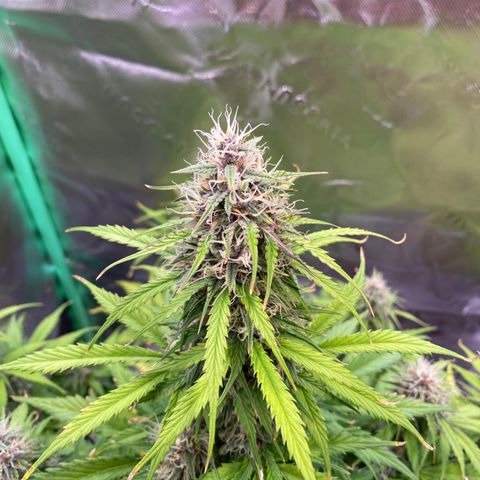 Cookies Gelato Auto growlog timeline photo