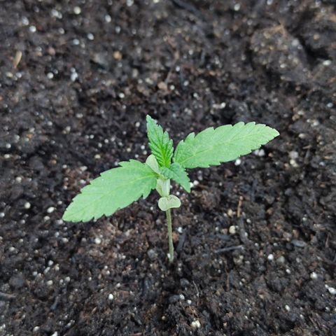 Moby Dick growlog timeline photo