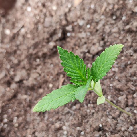 Moby Dick growlog timeline photo