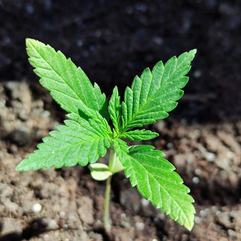 Moby Dick growlog timeline photo