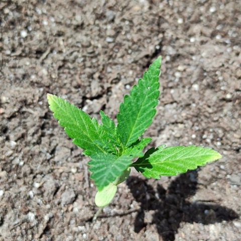 Moby Dick growlog timeline photo