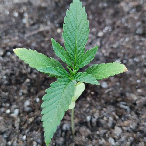 Moby Dick growlog timeline photo