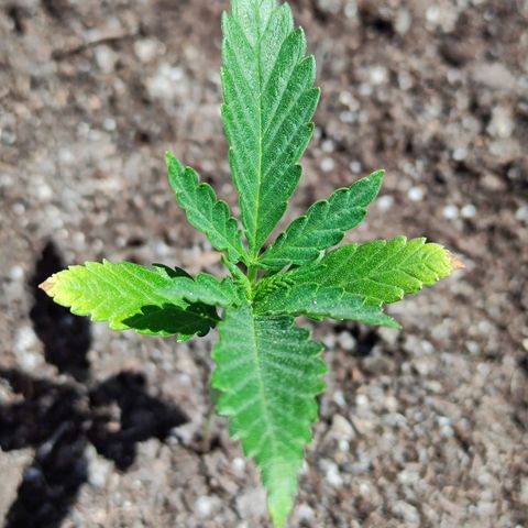 Moby Dick growlog timeline photo