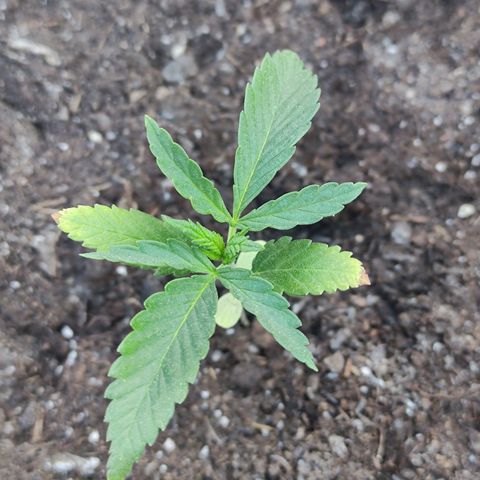 Moby Dick growlog timeline photo