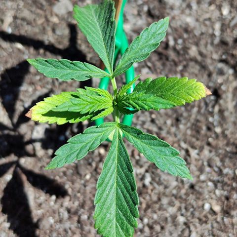 Moby Dick growlog timeline photo