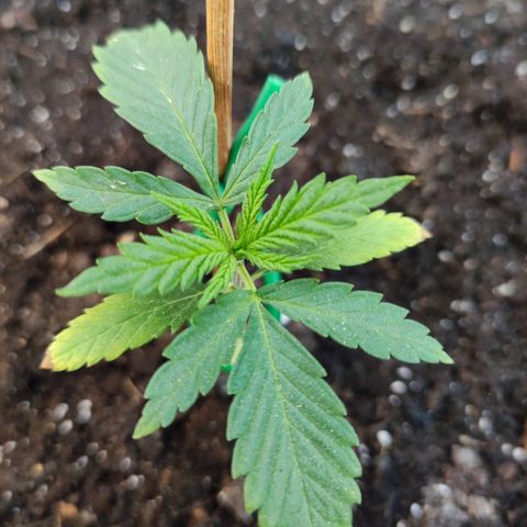 Moby Dick growlog timeline photo