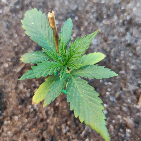 Moby Dick growlog timeline photo