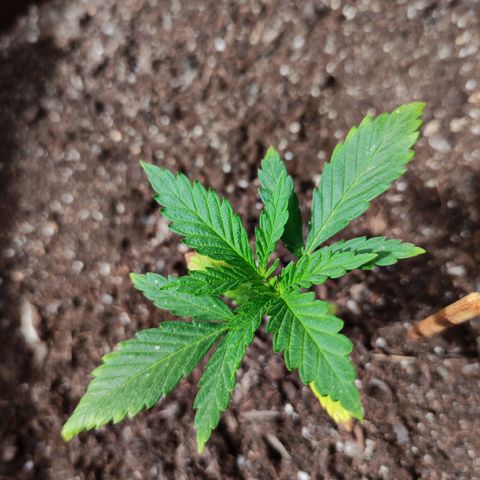 Moby Dick growlog timeline photo