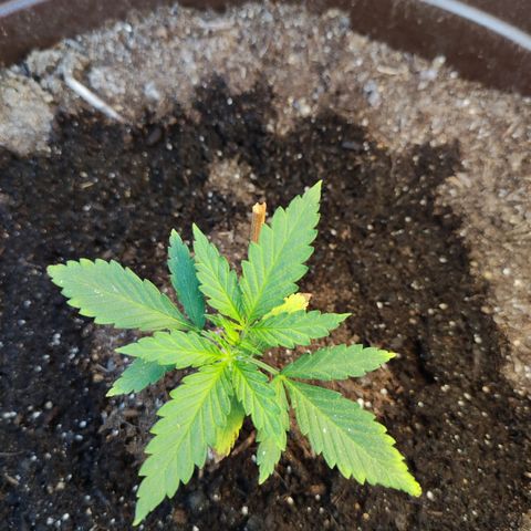 Moby Dick growlog timeline photo