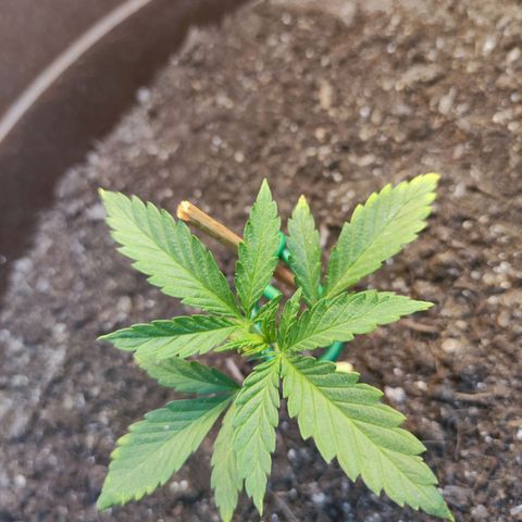 Moby Dick growlog timeline photo