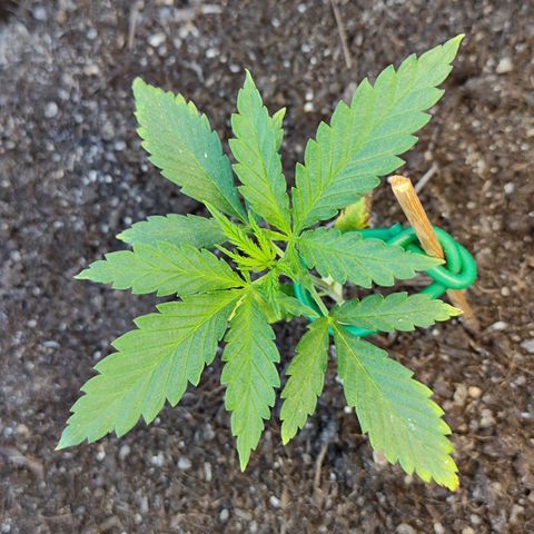 Moby Dick growlog timeline photo