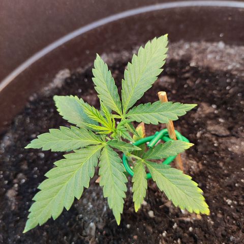 Moby Dick growlog timeline photo