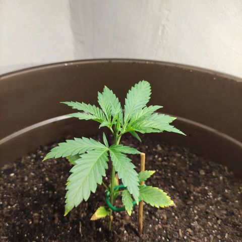 Moby Dick growlog timeline photo