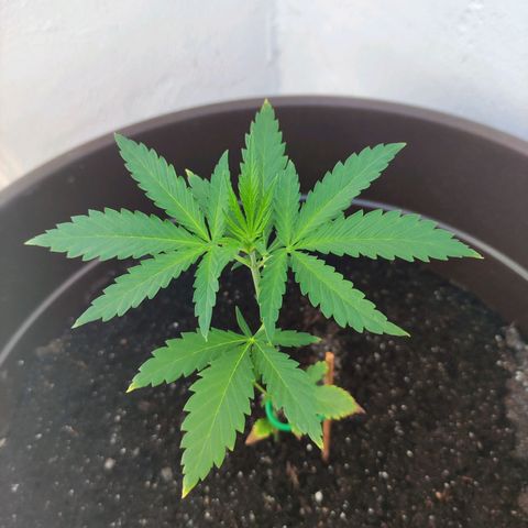 Moby Dick growlog timeline photo