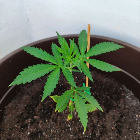 Moby Dick growlog timeline photo